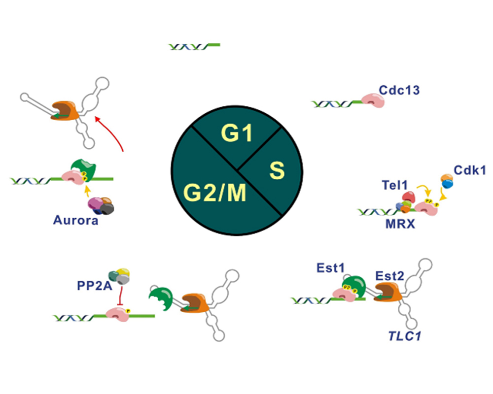ǰ|LͪsҾHzαб©һɪsζA 2014 ~ 11 몺uNature Communicationsv峹oAbgso{ACĿE酶 Aurora bӭMg M phase  Cdc13 Jէ@t@mCĤơACĤƪ׹iPϺݲ酶}Ӳפݲ DNA ƻsC