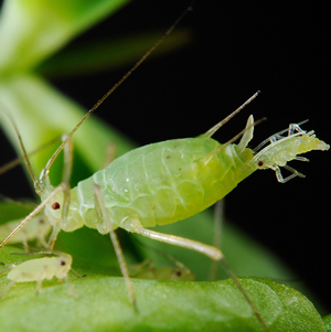 Aphids can reproduce asexually and give birth to large amounts of young aphids during their life cycle. (Photo: Department of Entomology)