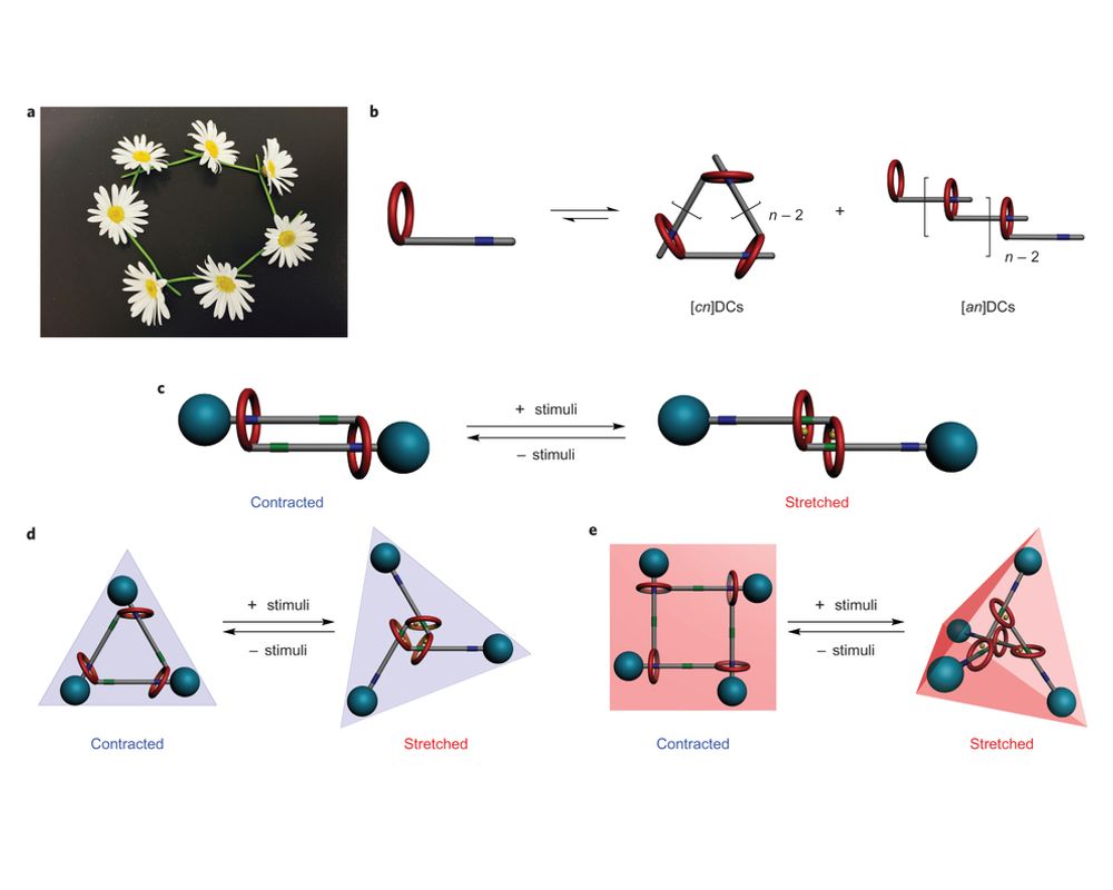 Chemists Synthesize Supramolecular Daisy Chains Capable of Muscle-like Motions-封面圖