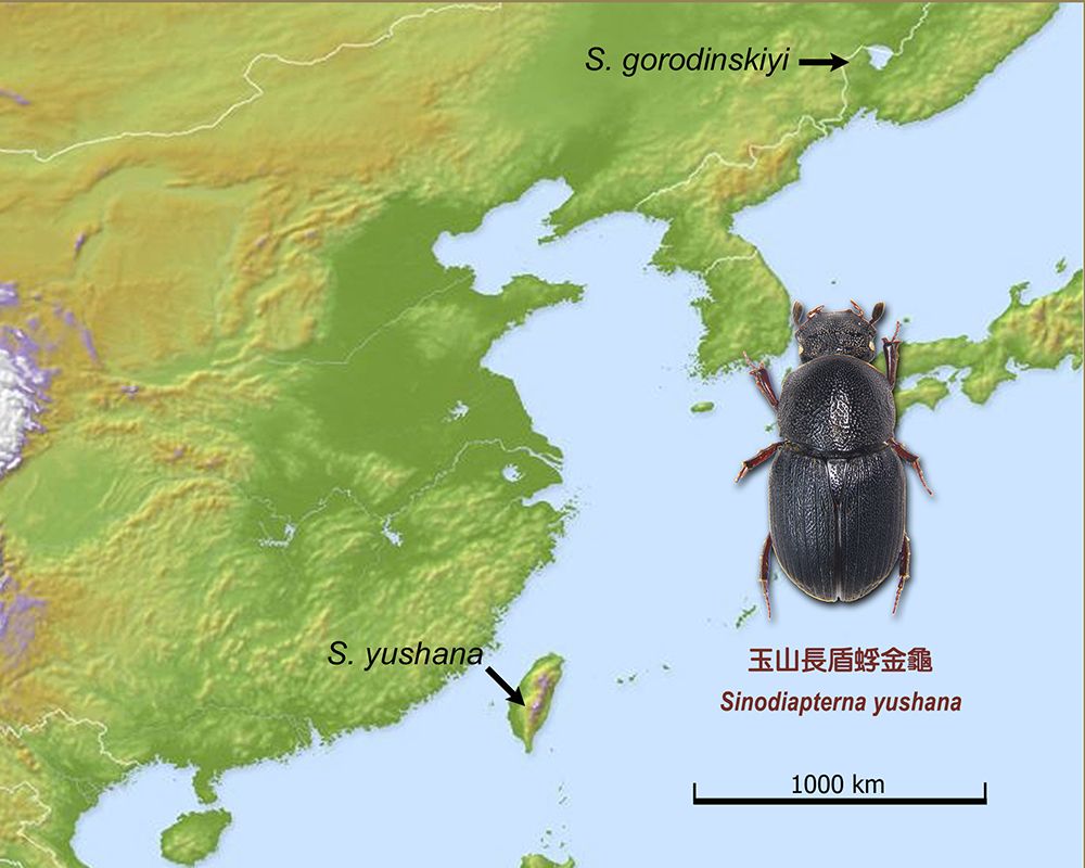 In the Name of Mount Jade: New Beetle Found in NTU Experimental Forest-封面圖