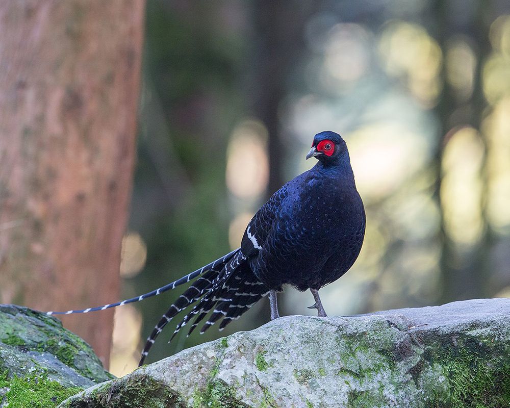 Pioneering Whole-Genome Sequencing of the Mikado Pheasant in Taiwan-封面圖