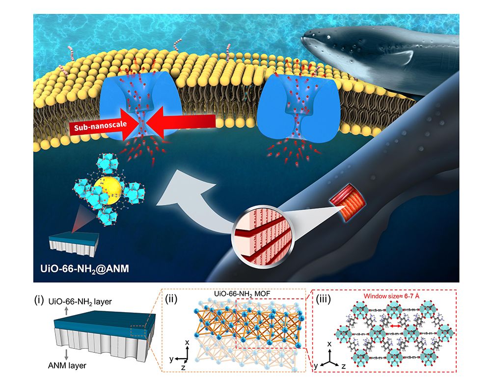 Image1:Inspired by electric eel electrocytes, this ordered heterogeneous subnanochannel membrane, facilitates ultrafast transport of specific ions with its high selectivity and ultrafast osmosis. Electricity is generated as a result of an ionic concentration difference between the two sides of the membrane.