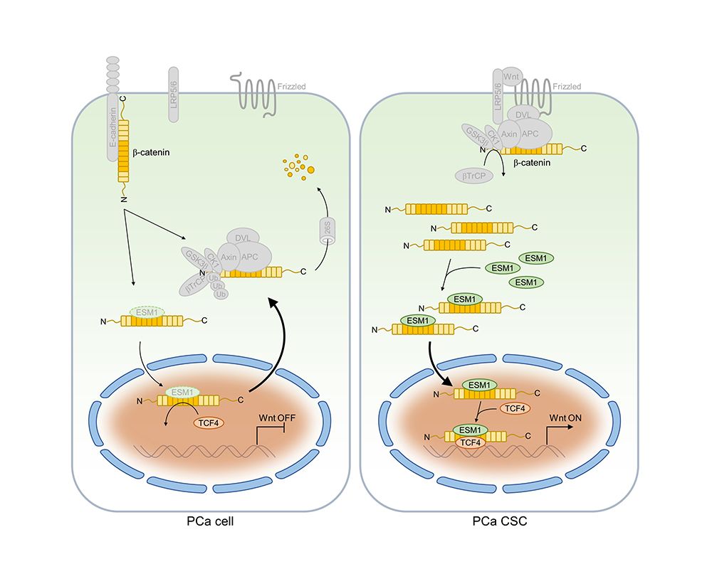 Image1:Diagram of ESM1 Action in Prostate Cancer Stem Cell.