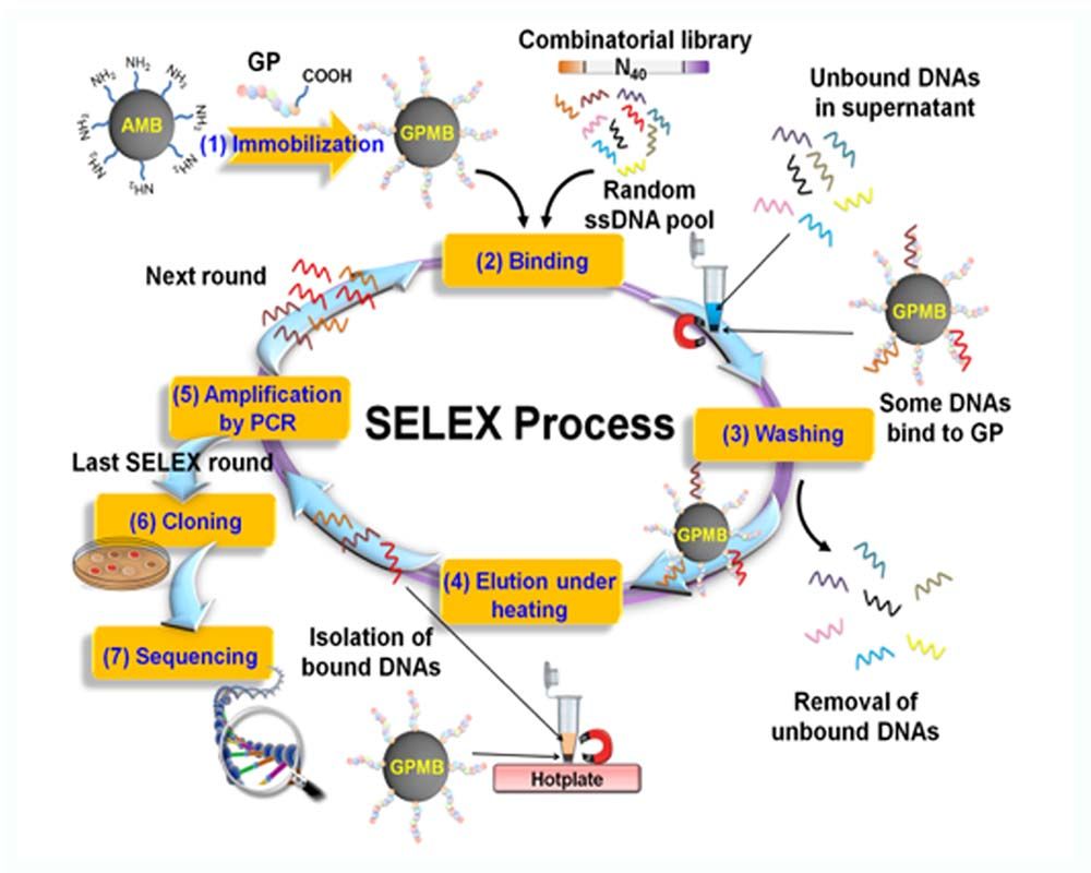 Image1:The SELEX method selects DNA aptamers that bind to the glycated peptide of HbA1c via magnetic beads.