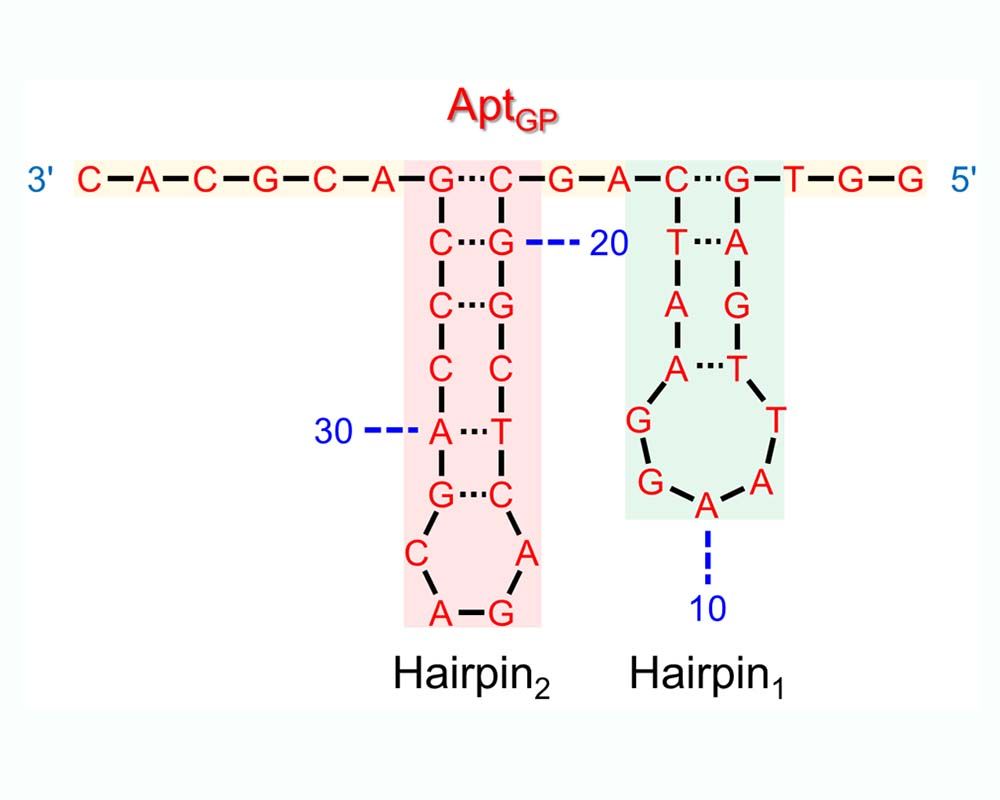 Image2:Selected by the SELEX method, the DNA aptamer (AptGP) that binds to the glycated peptide of HbA1c is a 40-base, single-stranded DNA.