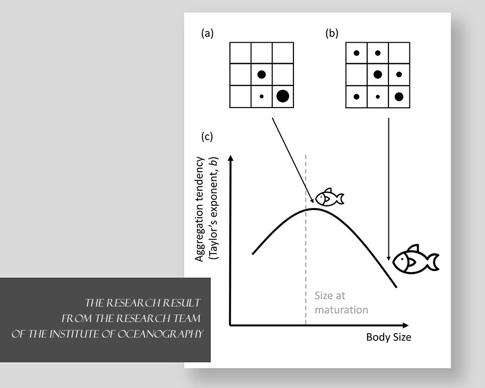 Image1:The hump-shaped relationship between aggregation tendency and body size within population (c) indicates that larger adults, which have lower aggregation tendency, distribute less heterogeneously (b) than smaller adults (a).