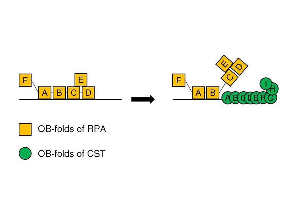 Image1:Figure 1. CST and RPA co-occupy the same single-stranded DNA, through OB-fold domains with different DNA binding affinities.