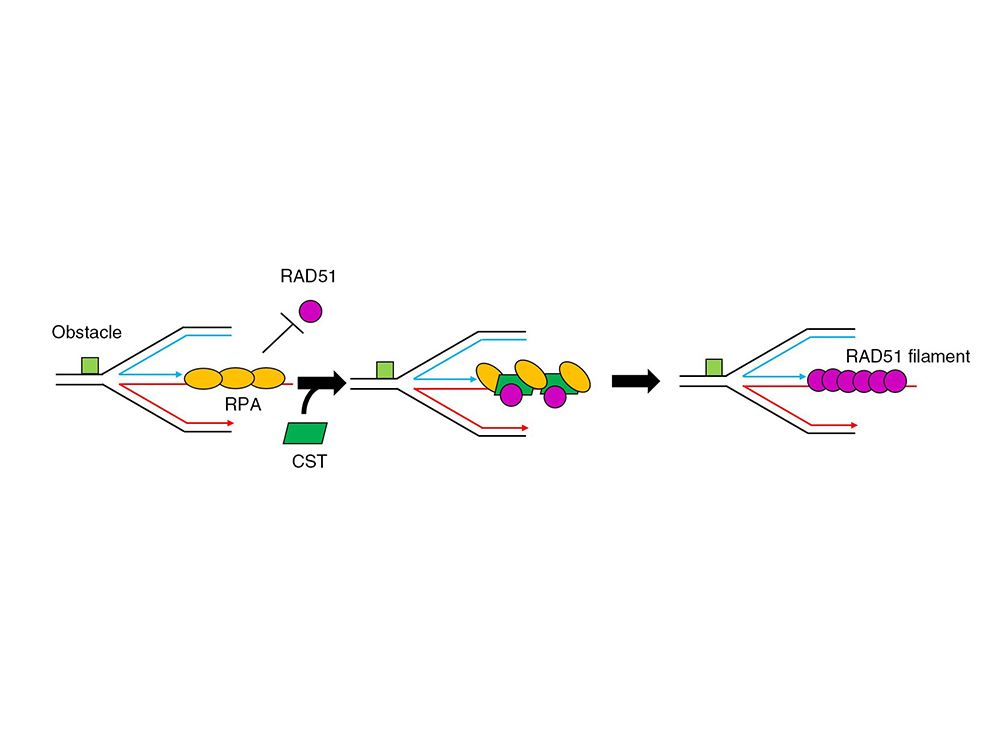 Image2:Figure 2. This model explains how CST assists RAD51 to form nucleoprotein filaments on the reversed fork, and to promote DNA replication repair, through (l) binding with RAD51 protein and (2) co-occupation with RPA.