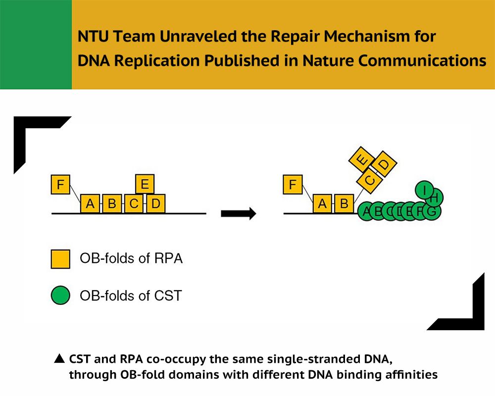 NTU Team Unraveled the Repair Mechanism for DNA Replication Published in Nature Communications-封面圖