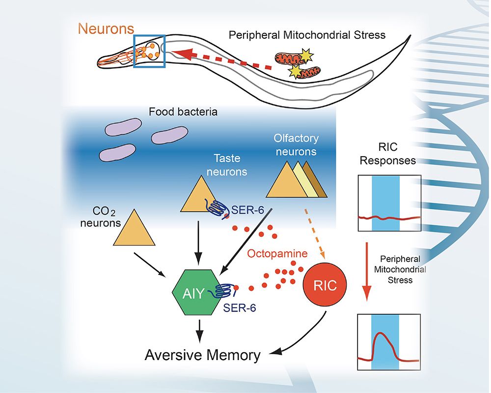 Neurophysiological Basis of Stress-Induced Aversive Memory in the Nematode Caenorhabditis elegans-封面圖