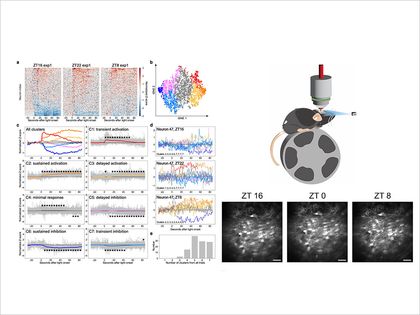 Image: Interdisciplinary Collaboration Between Life Sciences and Engineering Unveils New Mechanism of Circadian Clock Regulation