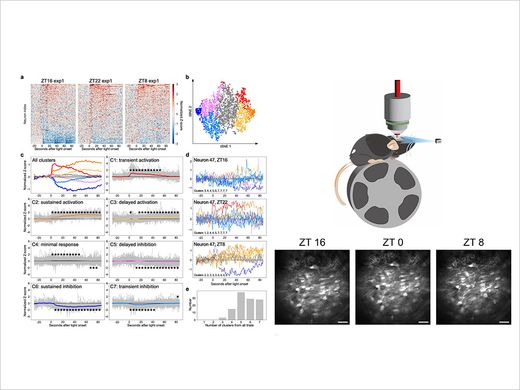 Image: Interdisciplinary Collaboration Between Life Sciences and Engineering Unveils New Mechanism of Circadian Clock Regulation