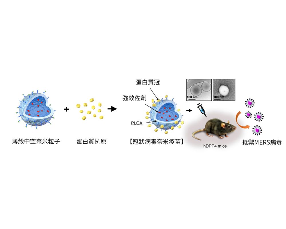 奈米級的模仿！冠狀病毒疫苗可望破解MERS-封面圖