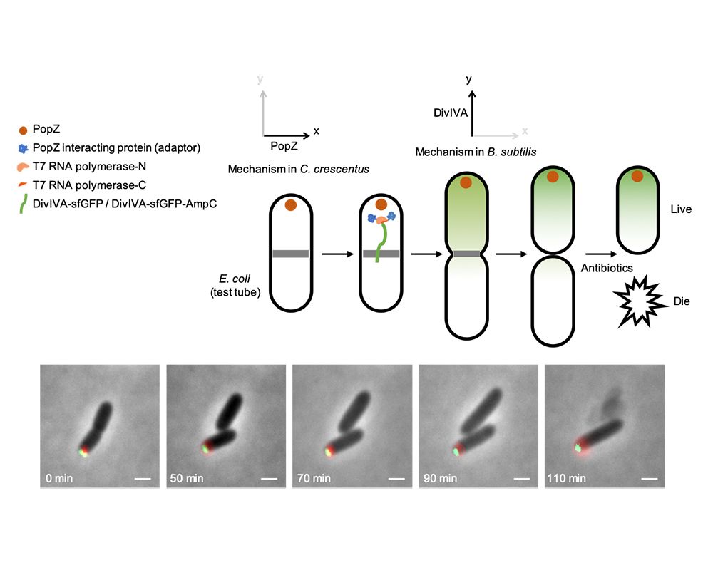 在大腸桿菌中以合成生物學方法重建不對稱細胞分裂　研究成果刊登《Nature Communications》-封面圖