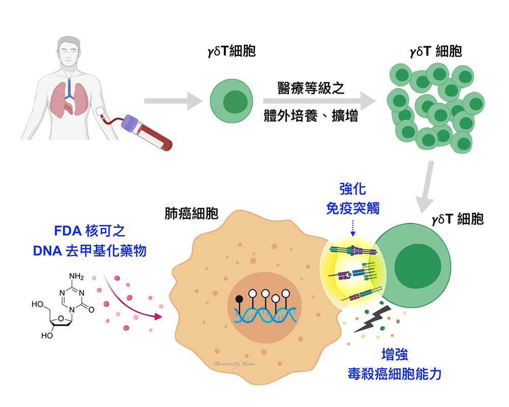 肺癌免疫治療新策略 – 以DNA去甲基化藥物促進伽瑪-德爾塔T細胞抗癌療效-封面圖