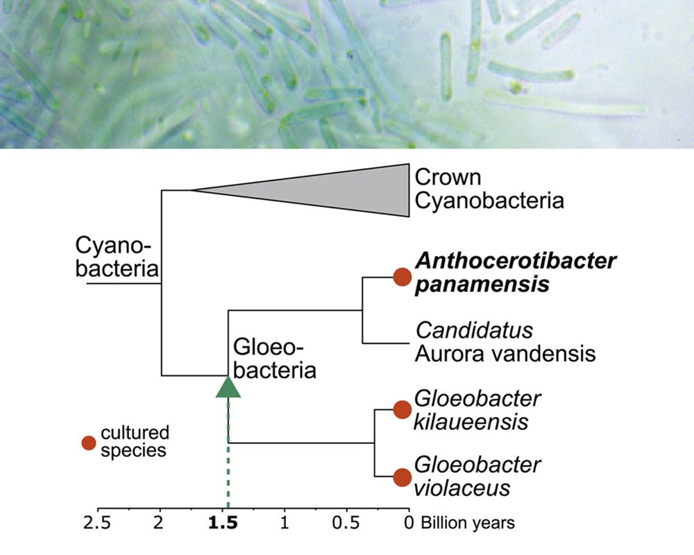 新種藍綠菌有助於解開光合作用演化之謎 成果榮登國際知名期刊Current Biology-封面圖