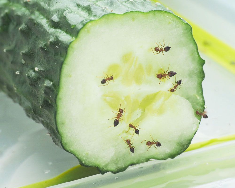 迷思破解：黃瓜無法驅除螞蟻-封面圖
