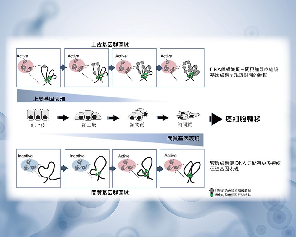 解析基因體三維立體結構對癌細胞轉型的影響力　研究成果已刊登於Genome Biology-封面圖