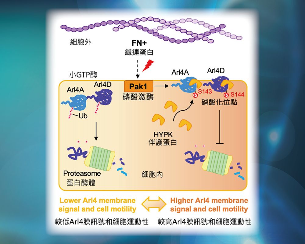 李芳仁教授研究團隊首度揭示纖連蛋白誘發小GTP水解酶穩定性 促進細胞遷移-封面圖