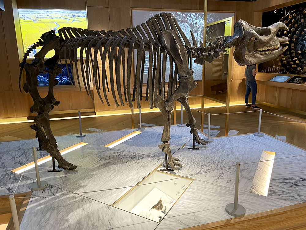 圖1:發現於台灣的犀牛化石的全身骨骼複製品，展示於台灣博物館。