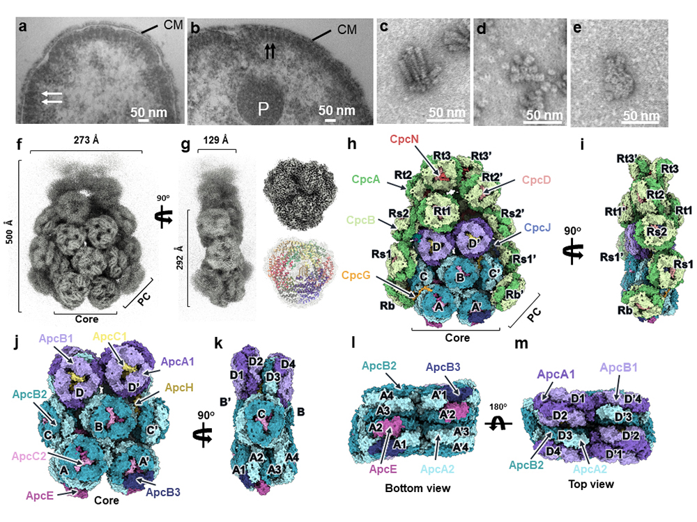 孑遺藍綠菌中的特殊藻膽蛋白體結構揭露光合作用演化消失的環節-封面圖