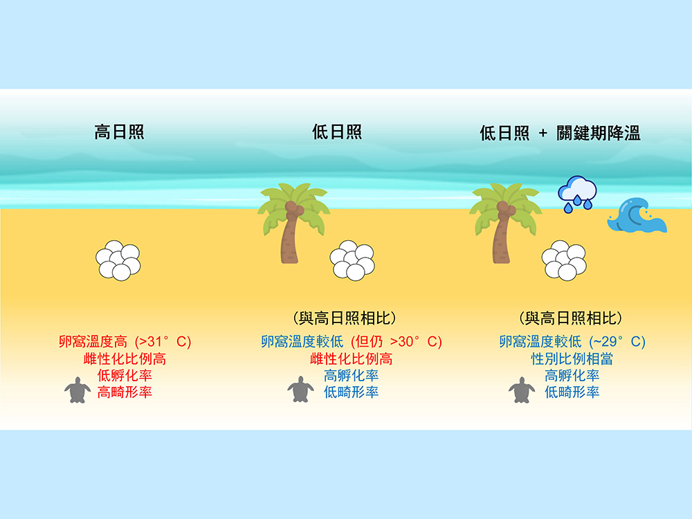 生命科學院柯佳吟教授團隊 監測暖化對國境之南綠蠵龜孵化的衝擊-封面圖