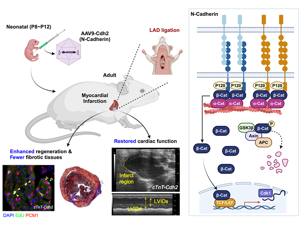 藥理所教授楊鎧鍵研究團隊發現神經鈣粘蛋白N-Cadherin透過調控β-catenin促進心肌再生 成果榮登Nature Communications-封面圖