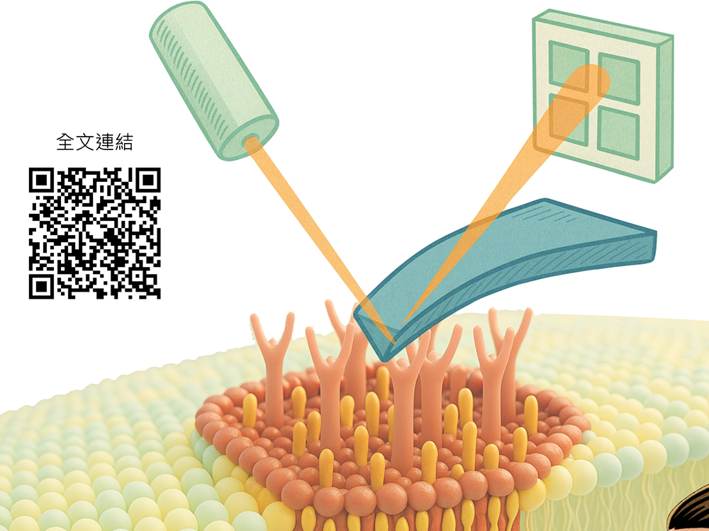 原子力顯微鏡揭示細胞膜上奈米筏動態：從假說走向可視化-封面圖