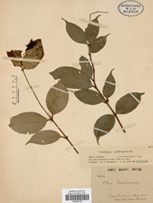 木犀科Olea linocieroides Wight的複集模式(isosyntype)