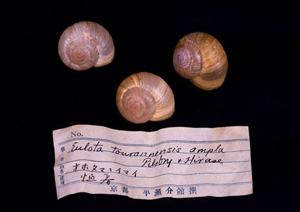 shell samples