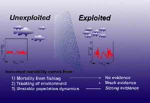 Exploring the mechanism of fishery on the fluctuations of fish abundance