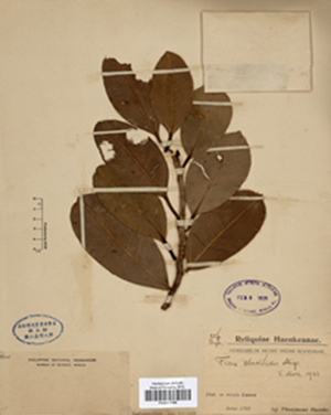 The oldest known plant specimen among the Specimen Room’s collection