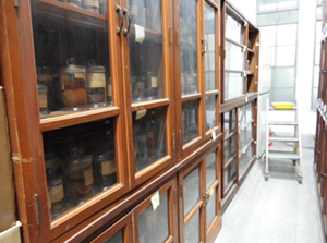  A display of Tyôzaburô Tanaka’s collection of liquid preserved citrus specimens