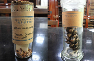Prof. Tang-Shui Liu’s arrangement of seeds and pine specimens in glass receptacles