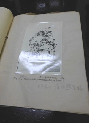 Prof. Tang-Shui Liu’s manuscript under an image of an Apiaceae Hydrocotyle plant 