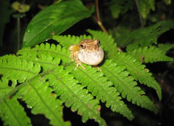 The Mientien tree frog is about 2 to 4 centimeters in size and unique to Taiwan.